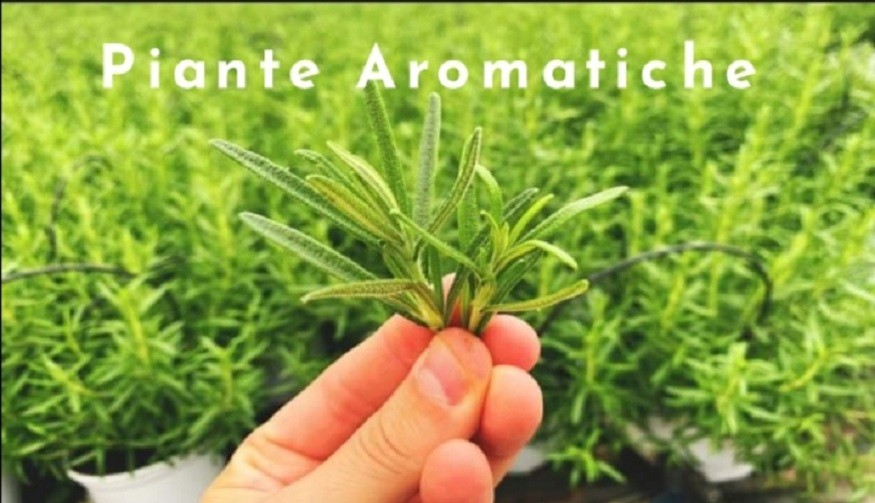 Vendita Piante Aromatiche Online. Acquista Piante Aromatiche Online da utlizzare in cucina per le tue pietanze ma anche per creare cespugli in giardino. 